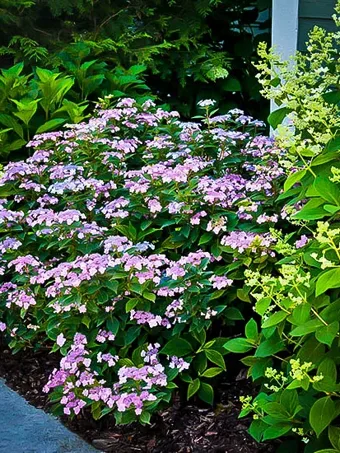 Tiny Tuff Stuff™ Mountain Hydrangea