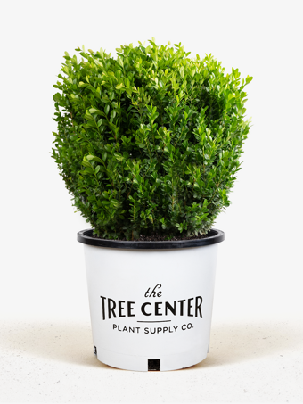 Baby Gem™ Boxwood