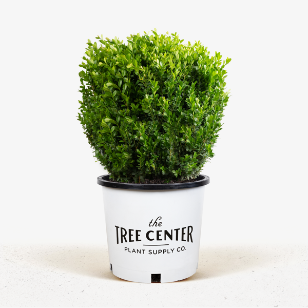 Baby Gem™ Boxwood from Garden Debut