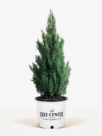 Blue Point Juniper