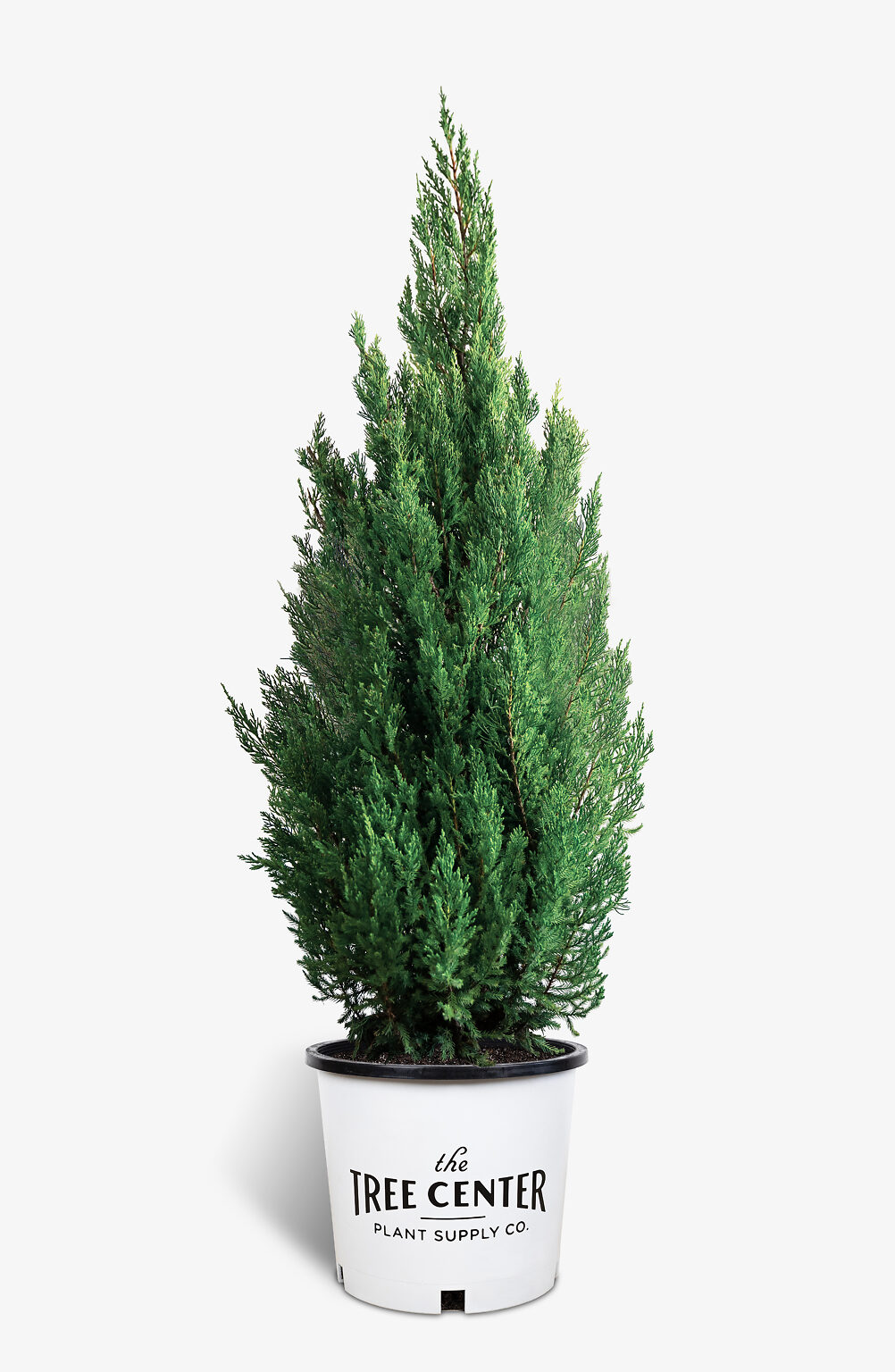 Blue Point Juniper Trees For Sale The Tree Center