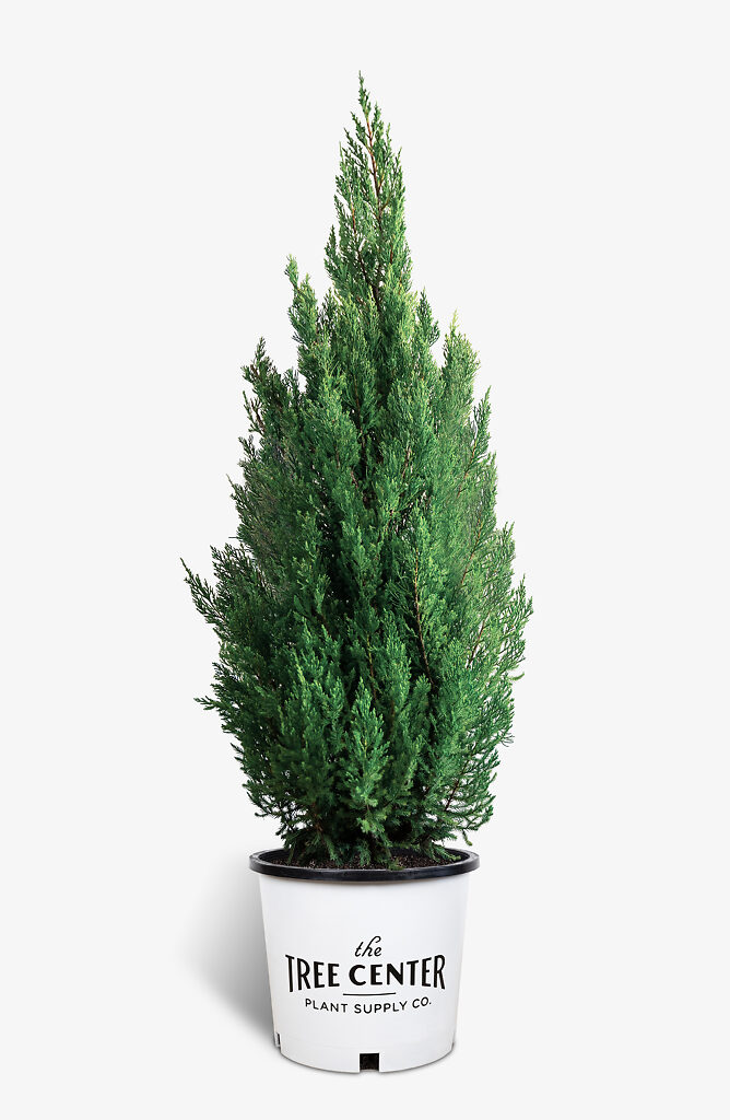 Blue Point Juniper Trees For Sale The Tree Center