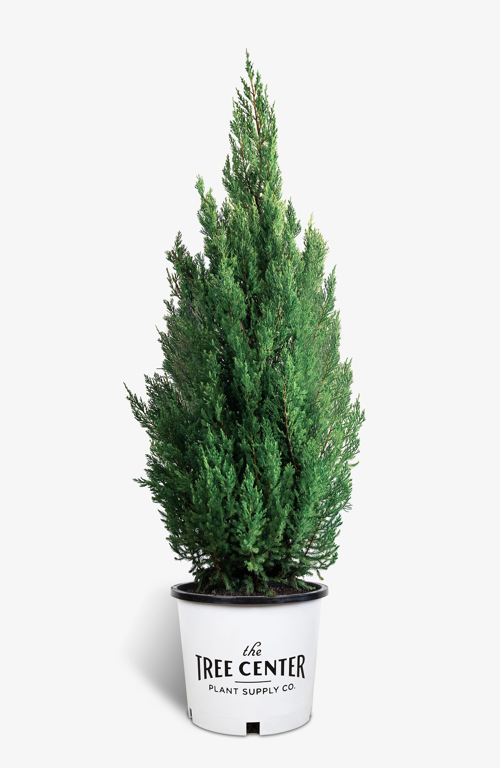 Blue Point Juniper Trees For Sale The Tree Center