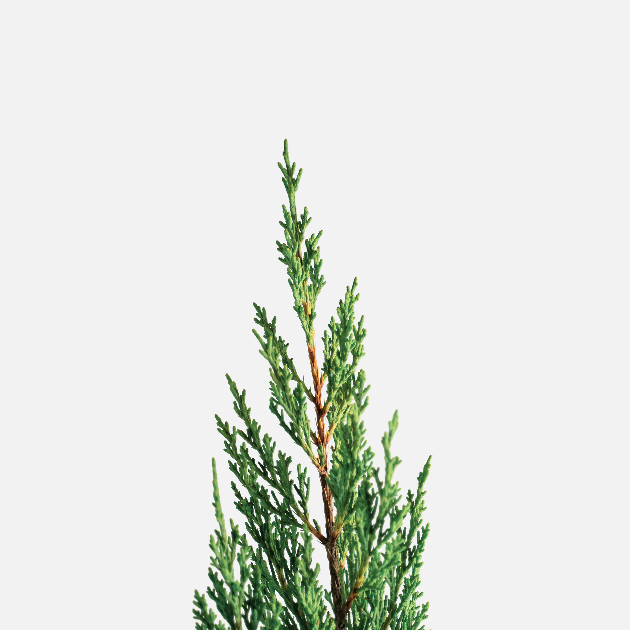 Blue Point Juniper Trees For Sale The Tree Center