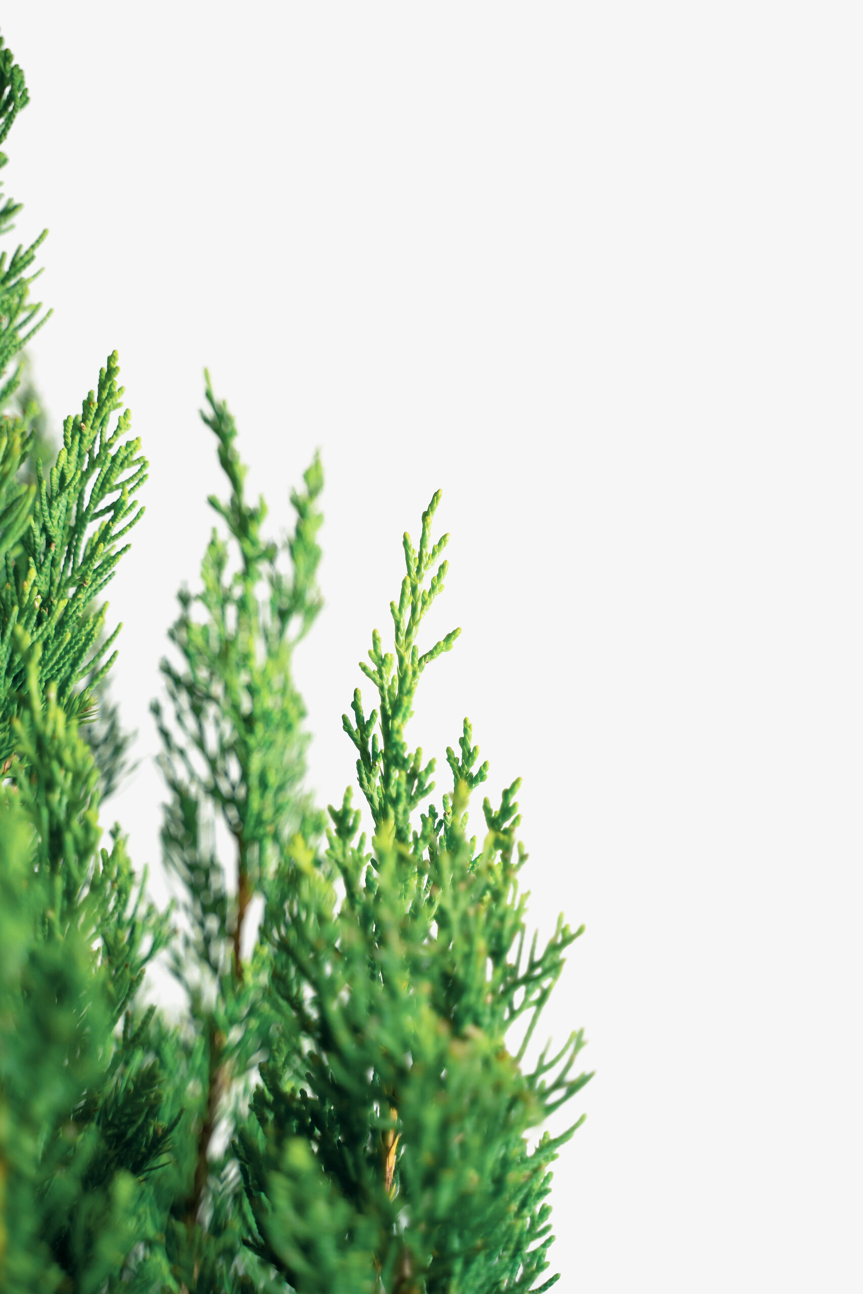 Blue Point Juniper Trees For Sale The Tree Center