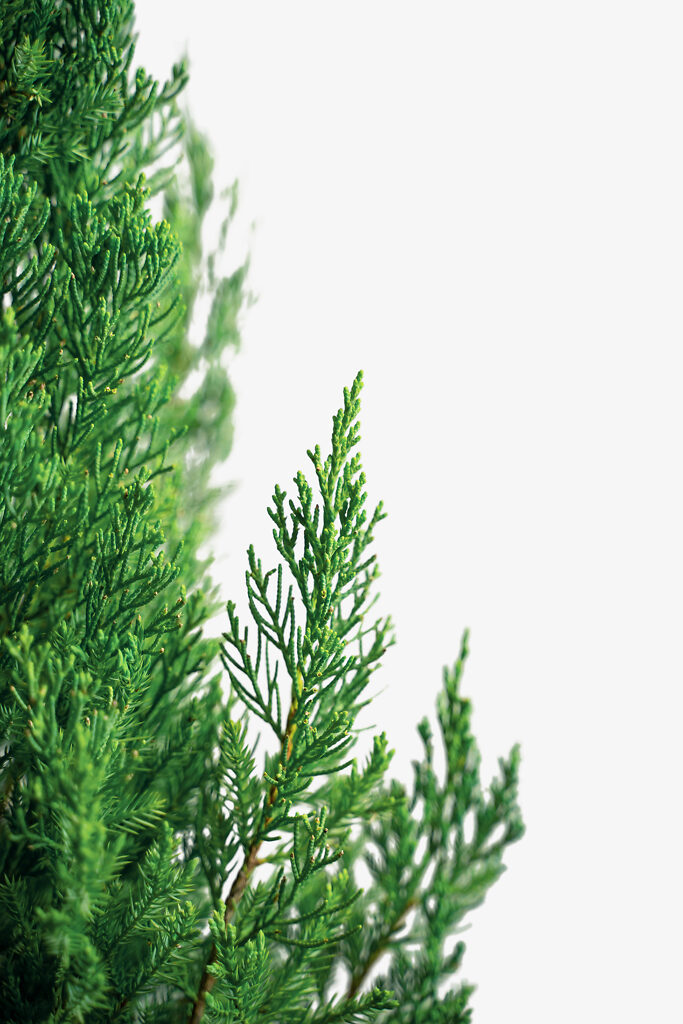 Blue Point Juniper Trees For Sale The Tree Center