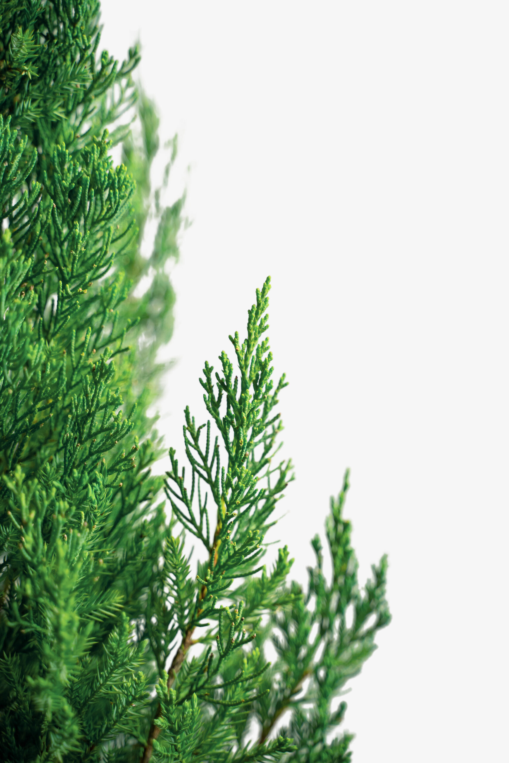 Blue Point Juniper Trees For Sale The Tree Center