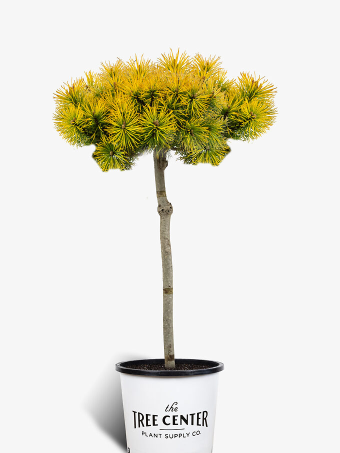 Pine Trees For Sale Buy Pine Trees The Tree Center