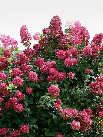 Firelight® Hydrangea