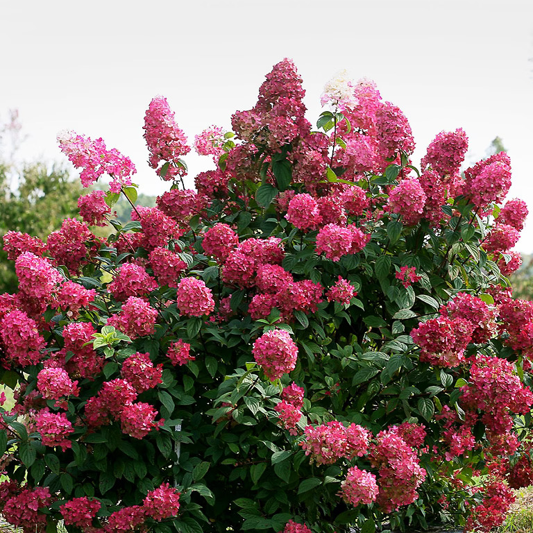 Firelight_Hydrangea_1-copy-1-
