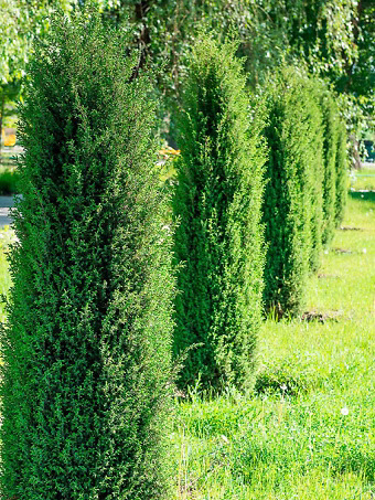 Pencil Point Juniper
