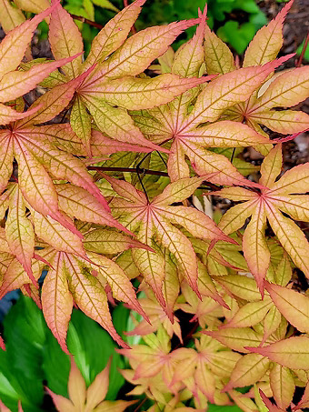 Amber Ghost Japanese Maple