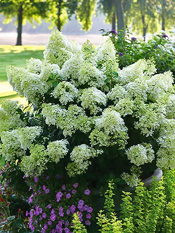 Bobo® Hardy Hydrangea