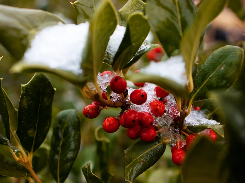 Red Berry Tree Identification: 18 Berry Tree & Bush Types (Summer