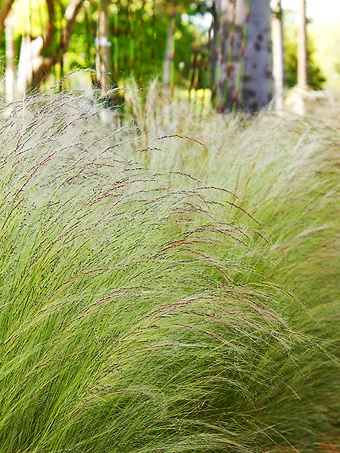 Mexican Feather Grass