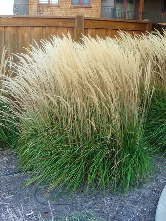 Karl Foerster Feather Reed Grass