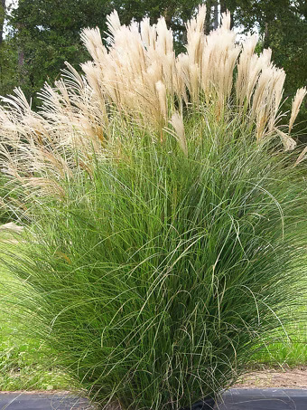 Maiden Grass
