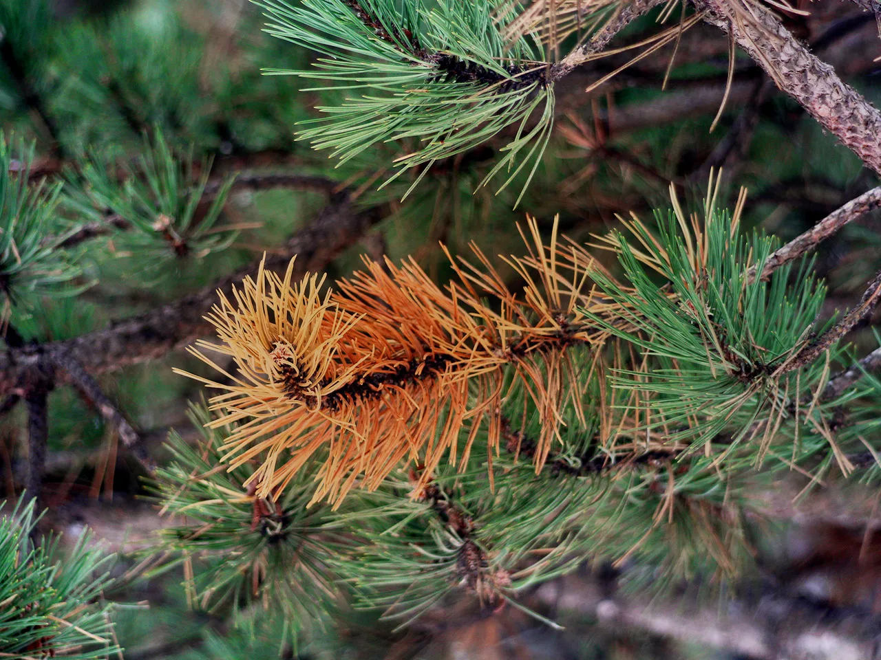 Longleaf pine trees are shedding needles