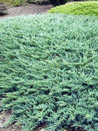 Blue Rug Juniper