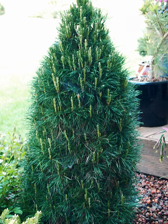 Green Penguin Scots Pine