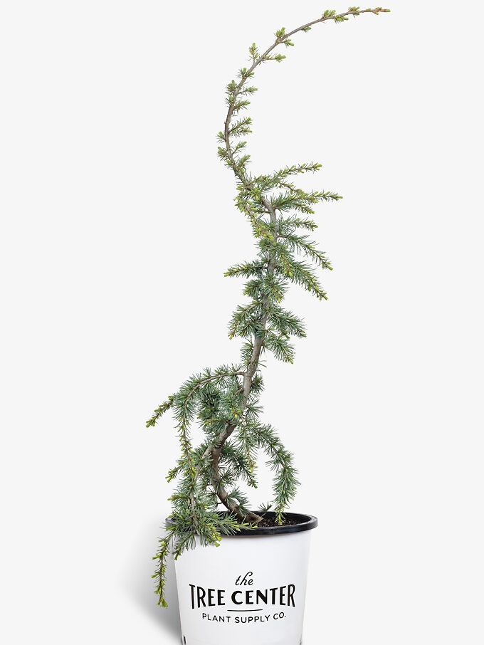 Weeping Alaskan Cedar For Sale Online The Tree Center