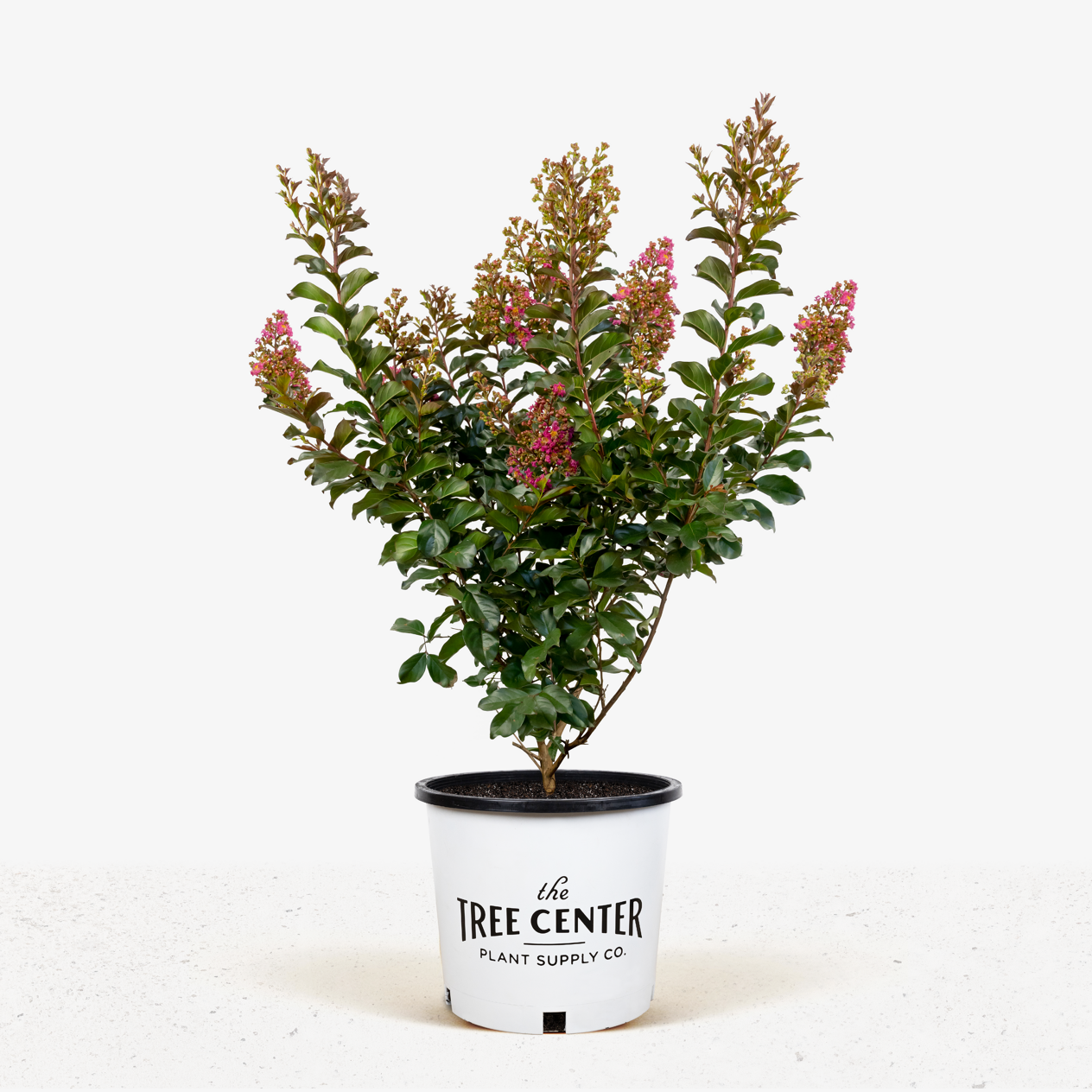 Plum Magic Crape Myrtle For Sale Online The Tree Center