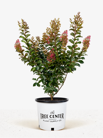 Plum Magic Crape Myrtle