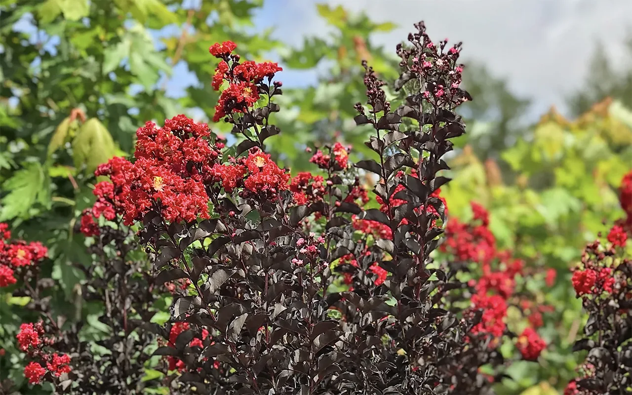 BlackLeaf Crape Myrtles A New Look For An Old Favorite The Tree Center™