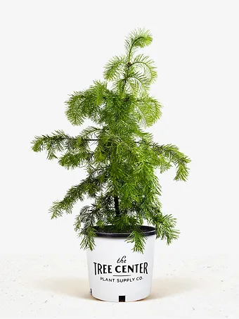 Colorado Concolor White Fir