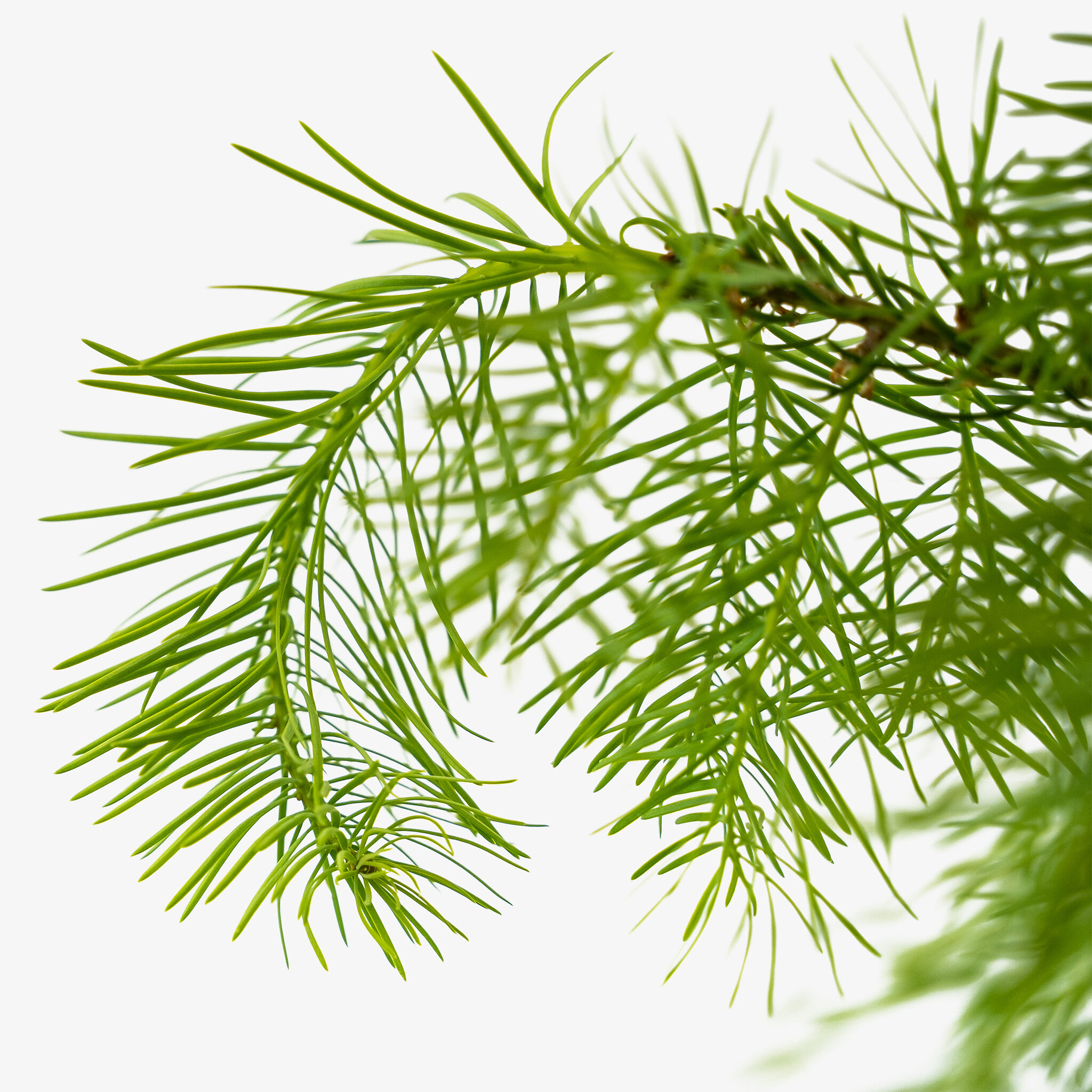 Colorado White Fir Abies Concolor The Tree Center