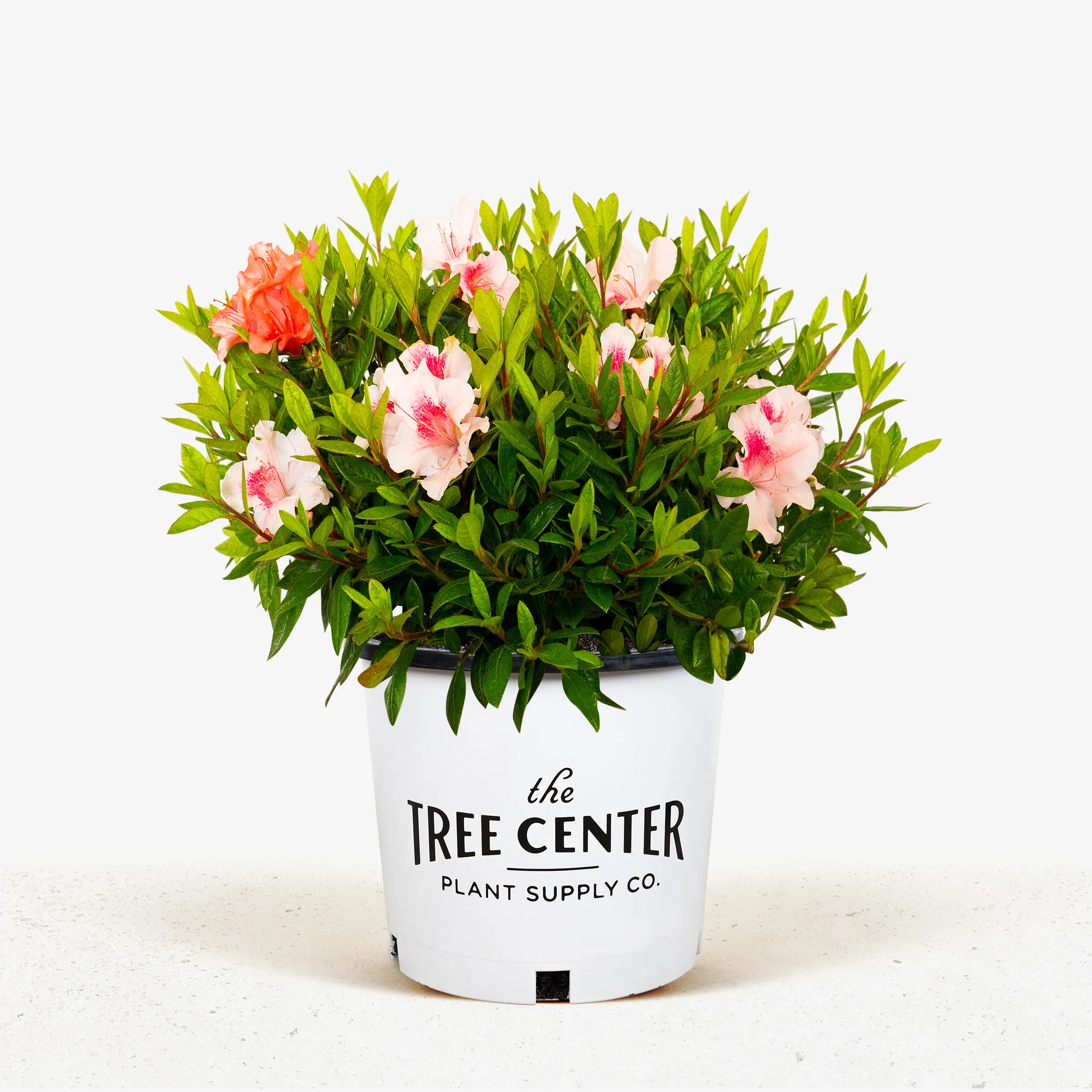 Autumn Chiffon Encore Azaleas For Sale | The Tree Center