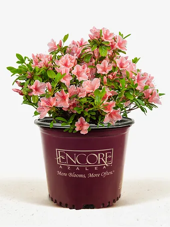 Autumn Sunburst Encore® Azalea