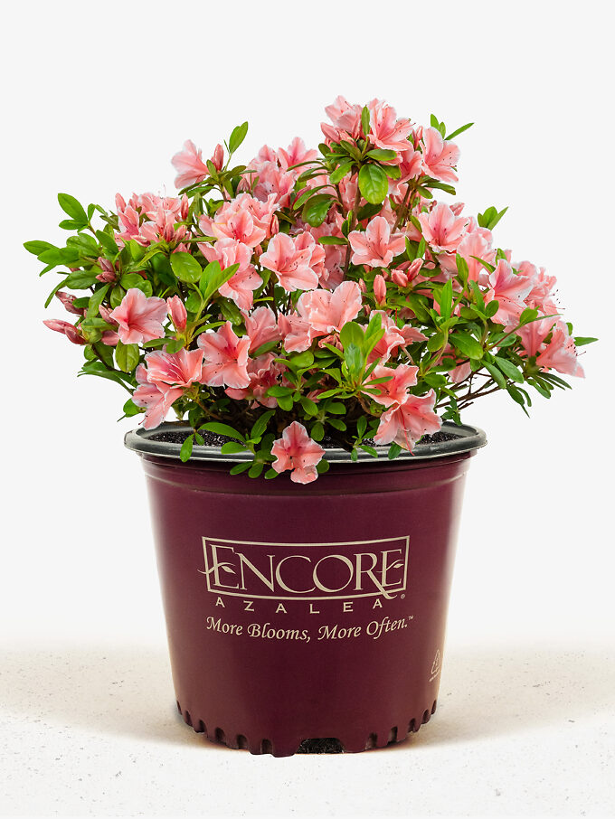 Buy Autumn Rouge Encore Azaleas Online The Tree Center