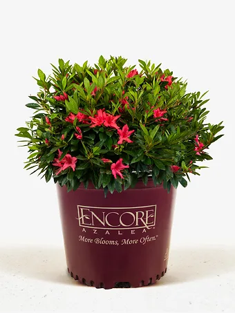 Autumn Sundance Encore® Azalea