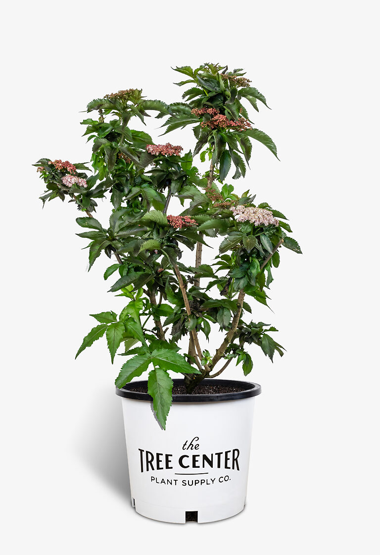 Black Tower Elderberry Shrubs For Sale Online The Tree Center