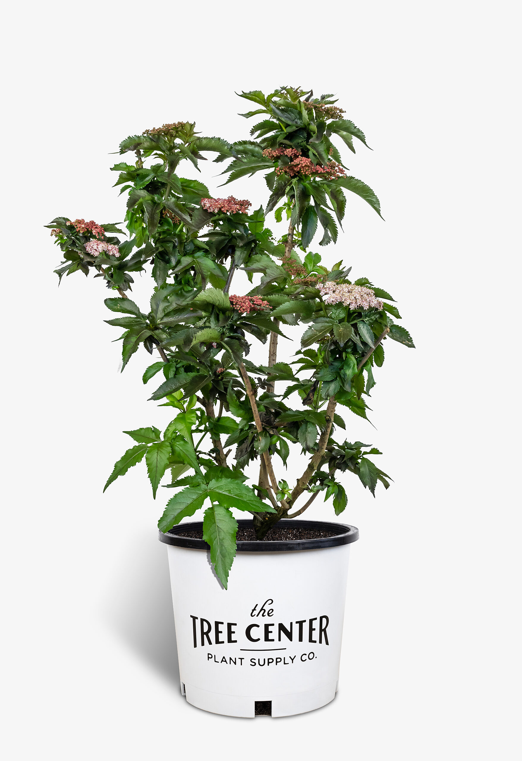 Black Tower Elderberry Shrubs For Sale Online The Tree Center