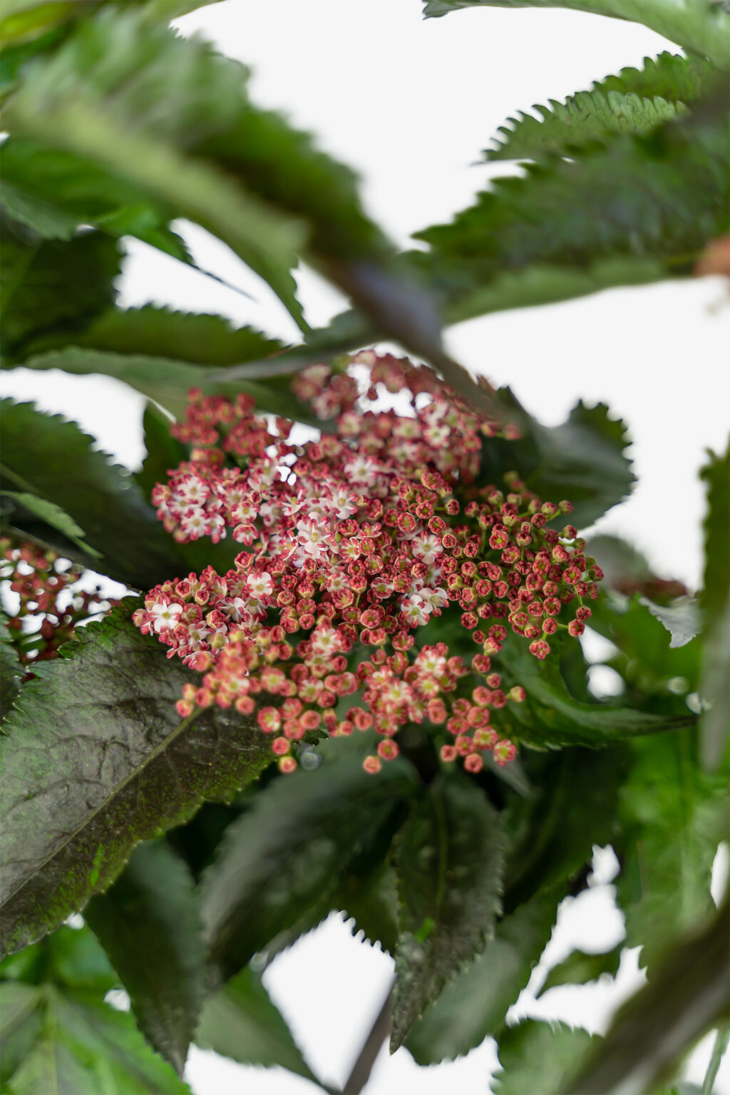 Black Tower Elderberry Shrubs For Sale Online The Tree Center