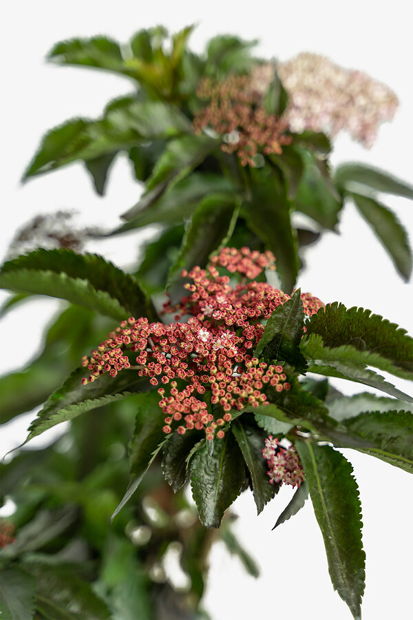 Black Tower Elderberry Shrubs For Sale Online The Tree Center