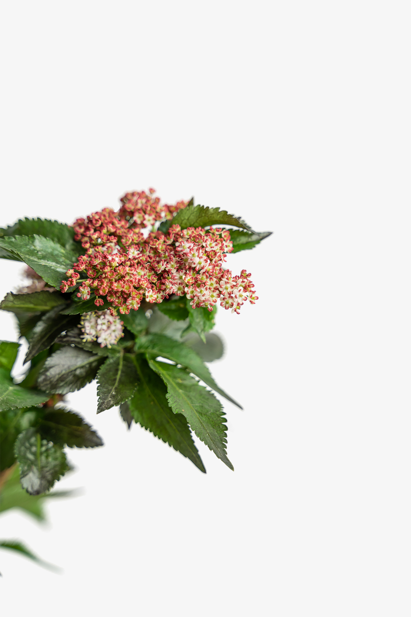 Black Tower Elderberry Shrubs For Sale Online The Tree Center