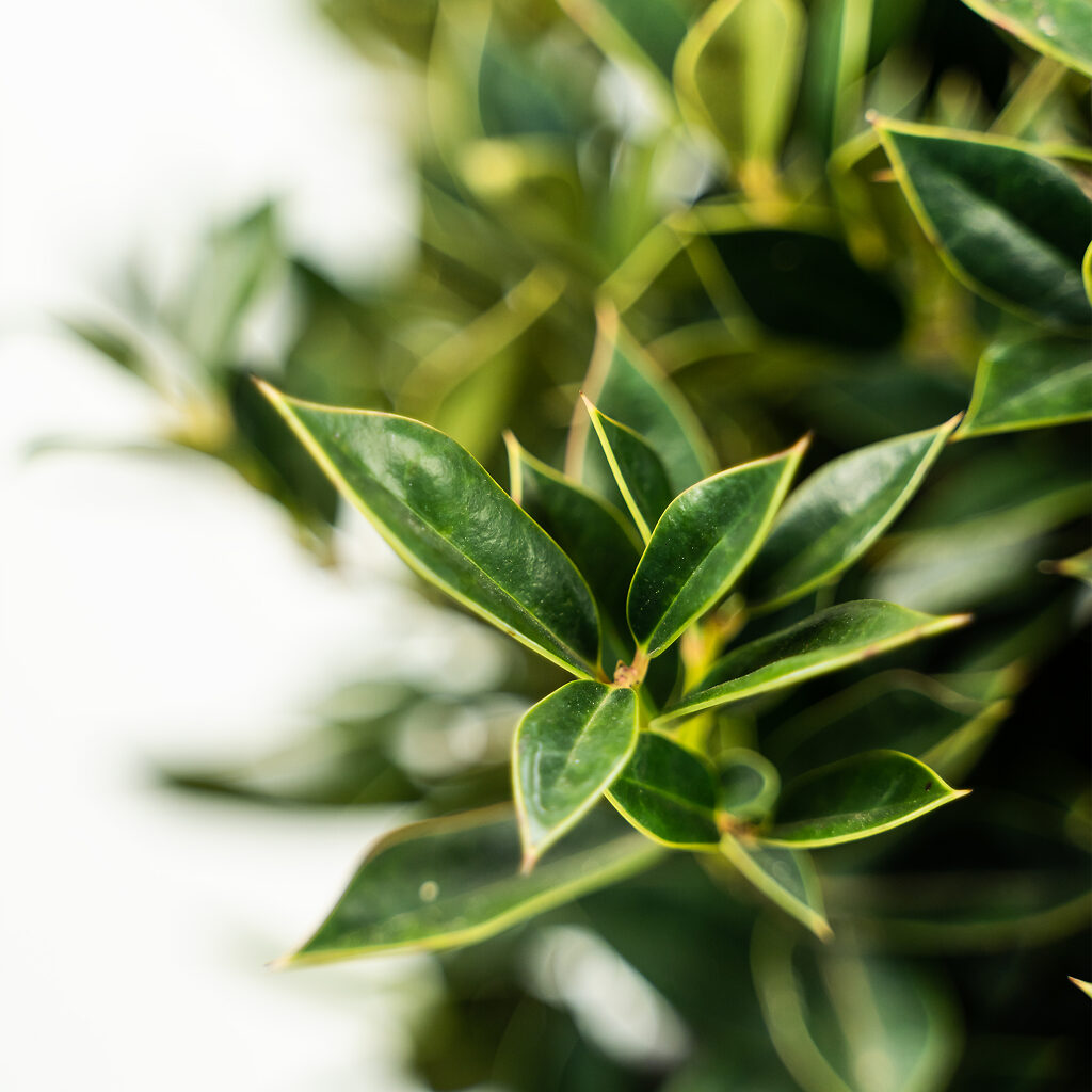 carissa pointed toe flat