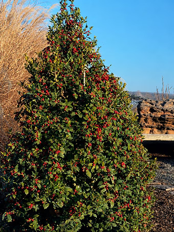 Christmas Jewel® Holly