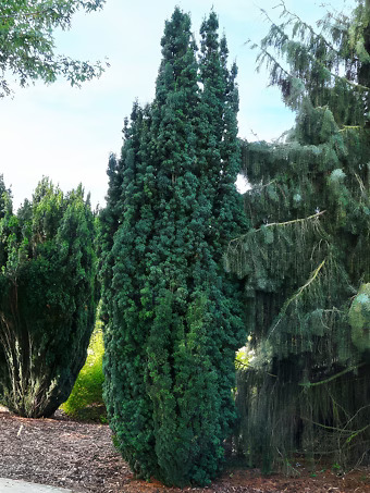 Columnar English Yew
