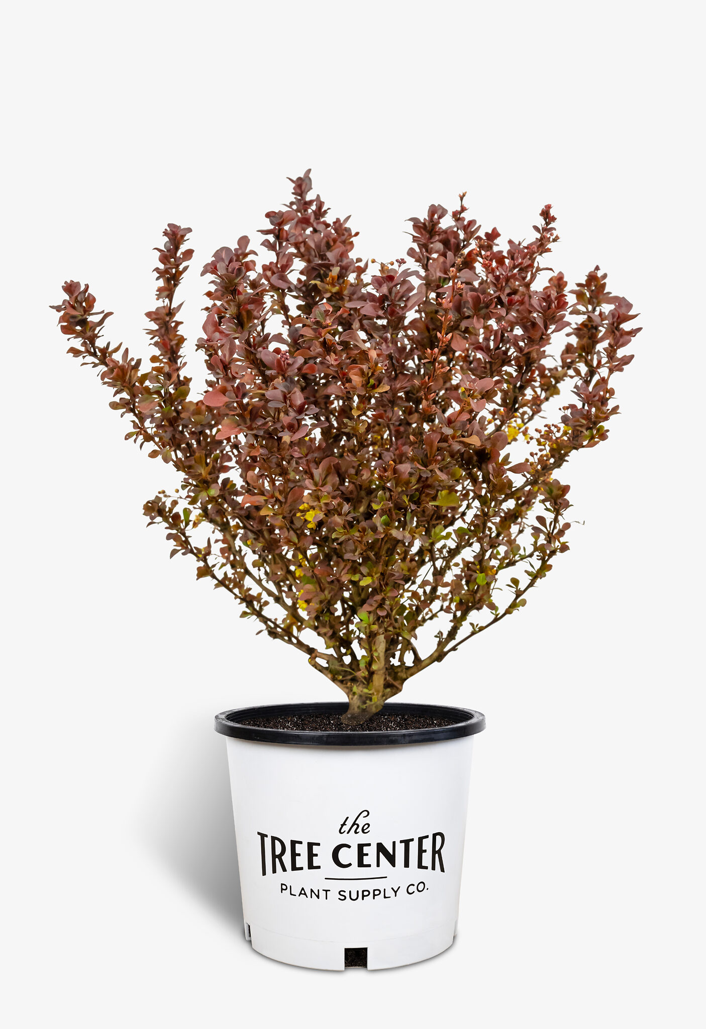 Concorde Barberry Shrubs For Sale The Tree Center