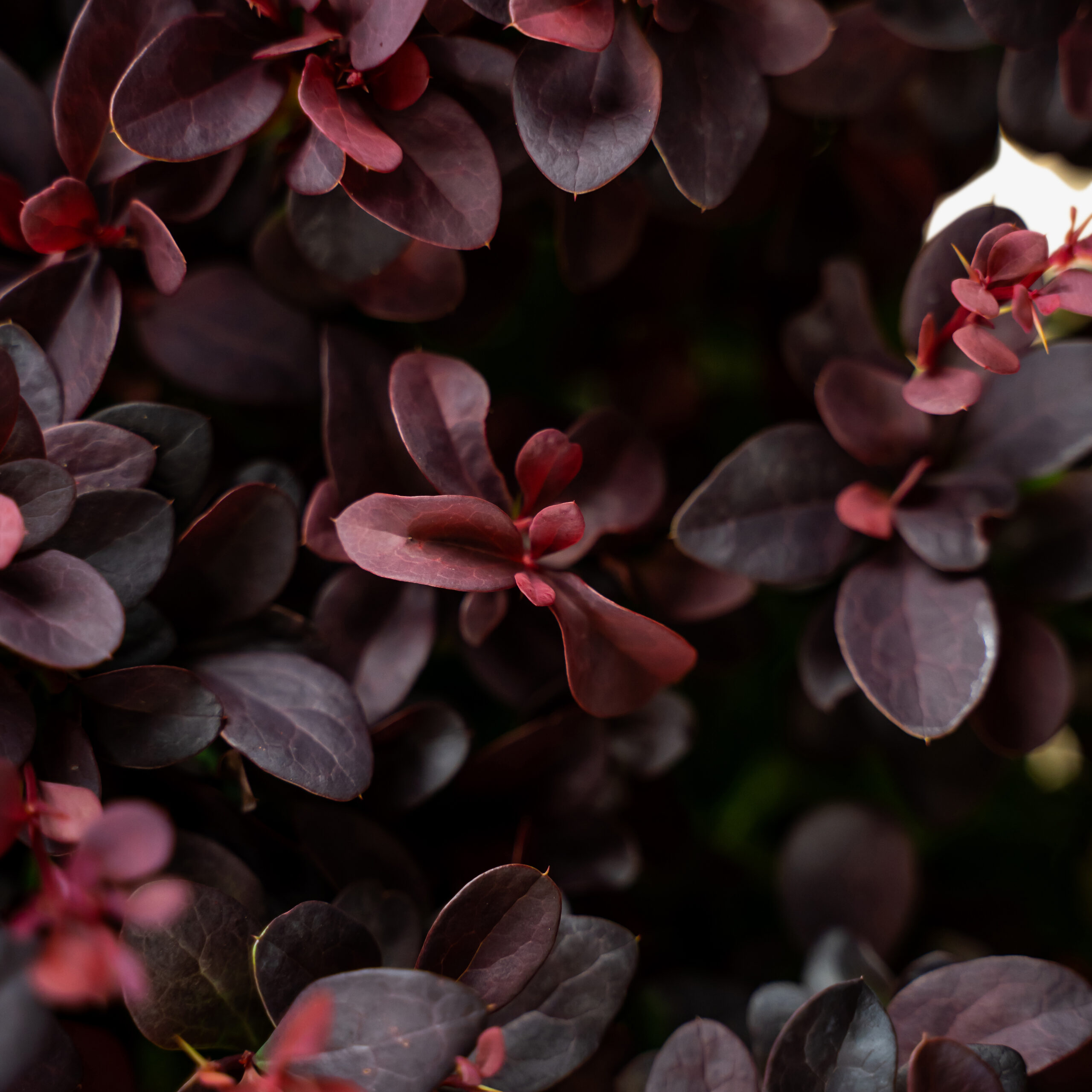 Concorde Barberry Shrubs For Sale The Tree Center