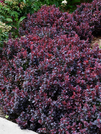 Concorde Barberry
