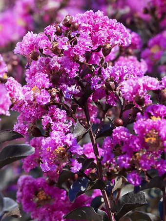 Purely Purple Black Diamond Crape Myrtle