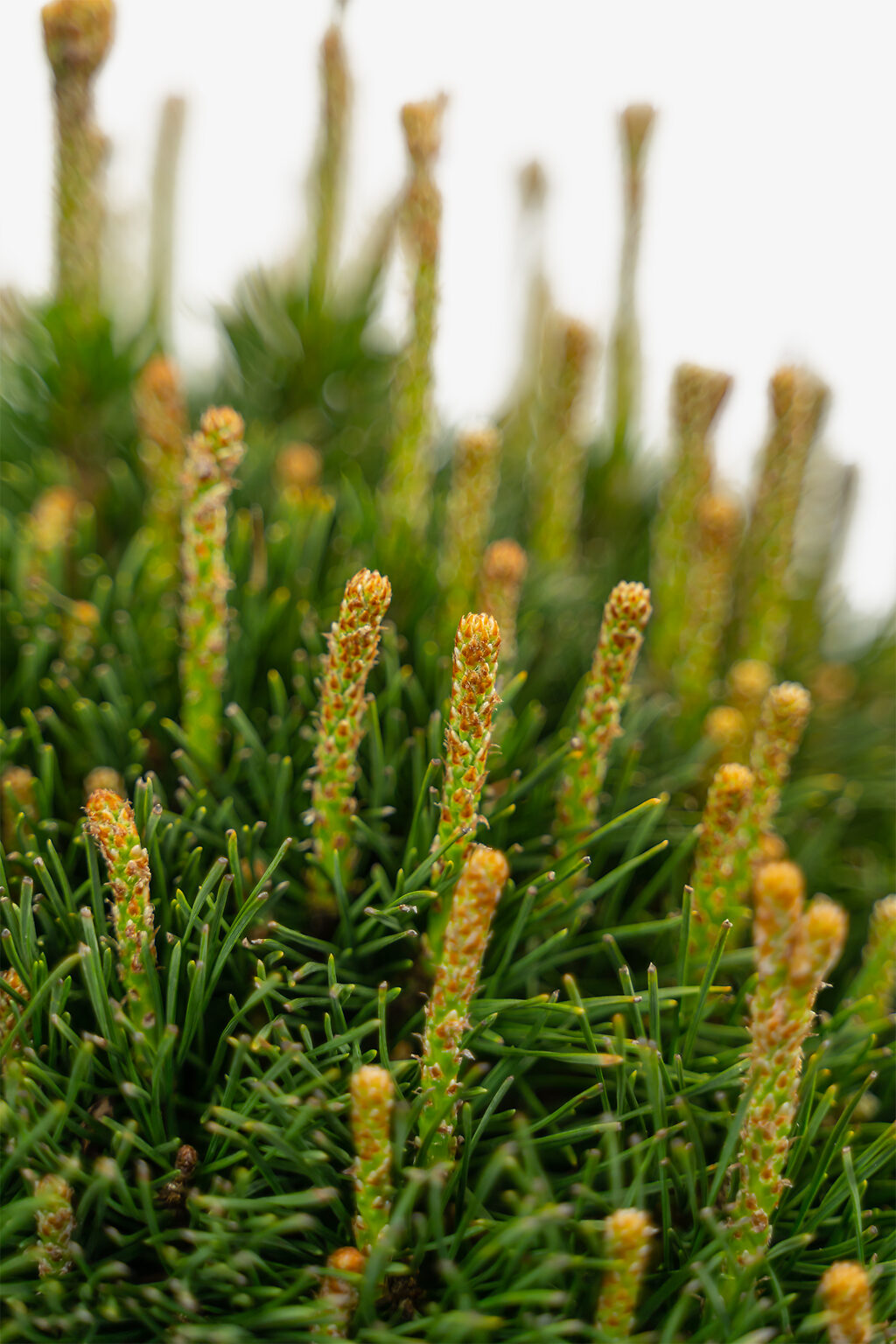 Dwarf Mugo Pine Trees For Sale The Tree Center