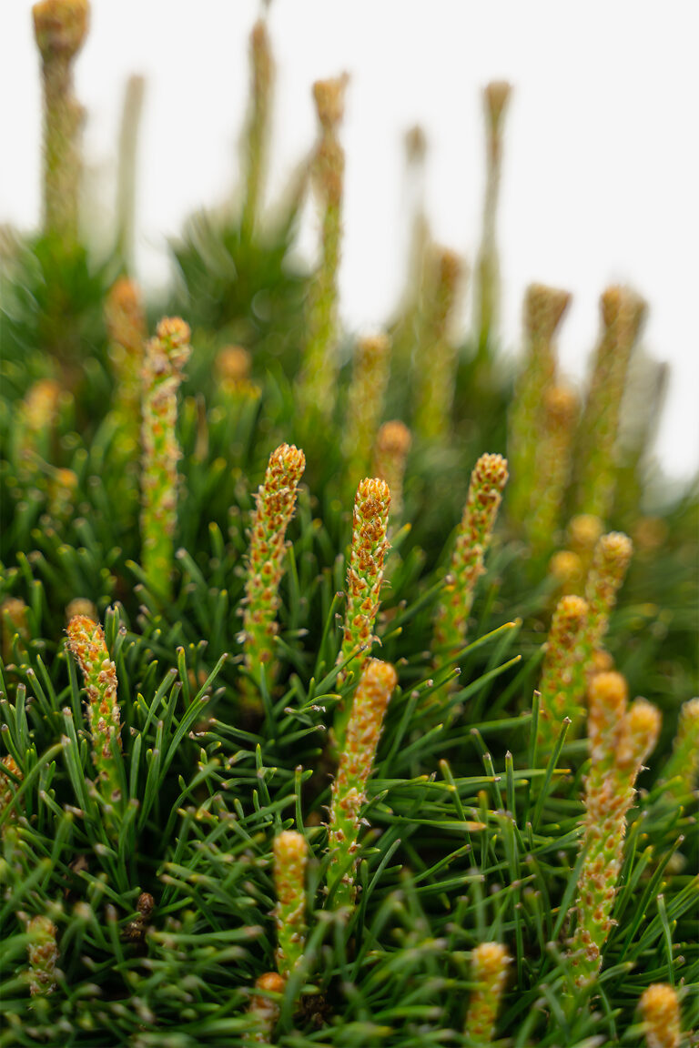 Dwarf Mugo Pine Trees For Sale The Tree Center