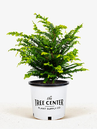 Fernspray Gold Hinoki Cypress