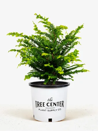 Fernspray Gold Hinoki Cypress